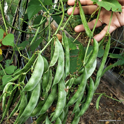 Green Bataw 15 Seeds (Hyacinth Beans) - High Germination Bitsuwelas Vegetable Seeds | Basic Farm House