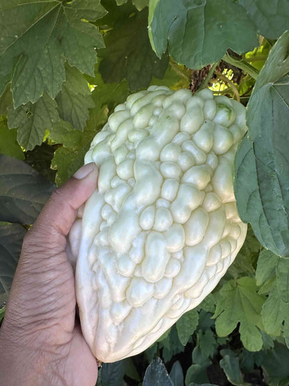 White Apple Ampalaya Seeds (5 seeds) - Basic Farm House