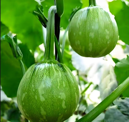 High Yield Sweet Bunch of Small Round Pumpkin Vegetable Seeds ( 20 Seeds ) - Basic Farm House