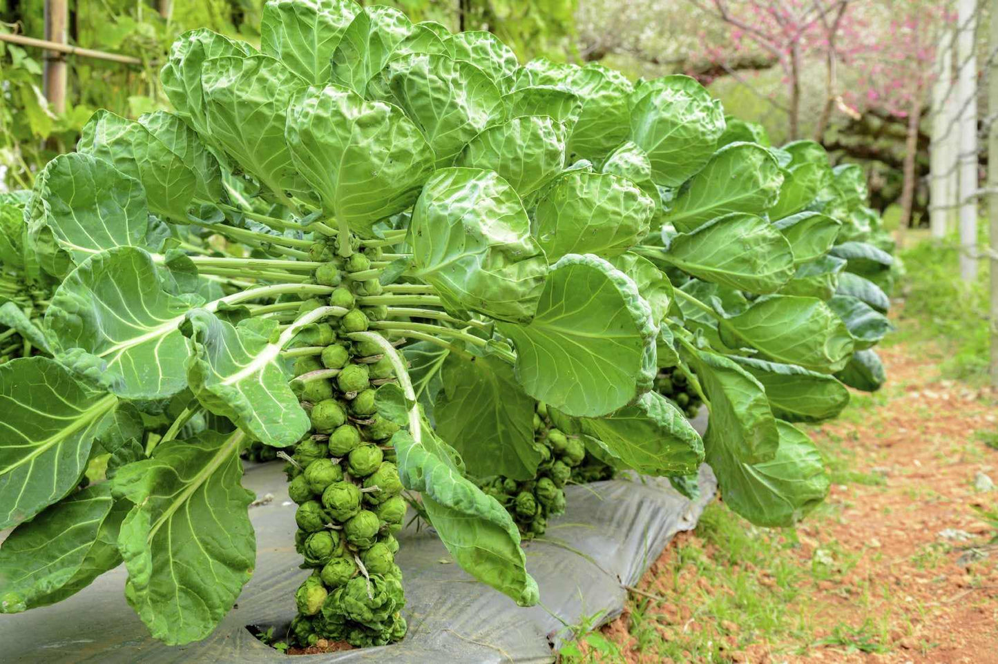 Brussel Sprouts Vegetable Seeds ( 100 seeds ) - Basic Farm House