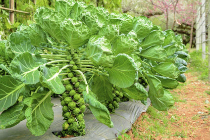 Brussel Sprouts Vegetable Seeds ( 100 seeds ) - Basic Farm House