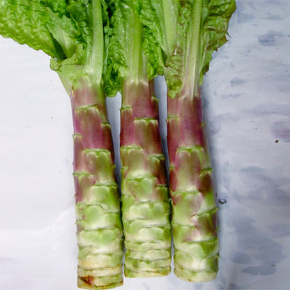 Red Stem Asparagus Lettuce Vegetable Seeds ( 2000 seeds ) - Basic Farm House