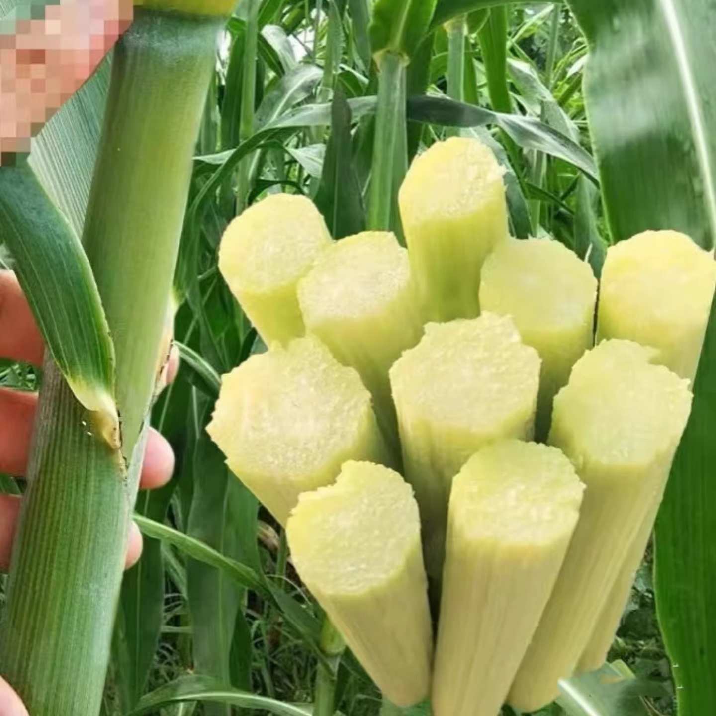 Sugar Cane Seeds 200pcs Sweet Cane | Fast Growing | High Germination | PH Climate