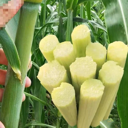 Sugar Cane Seeds 200pcs Sweet Cane | Fast Growing | High Germination | PH Climate