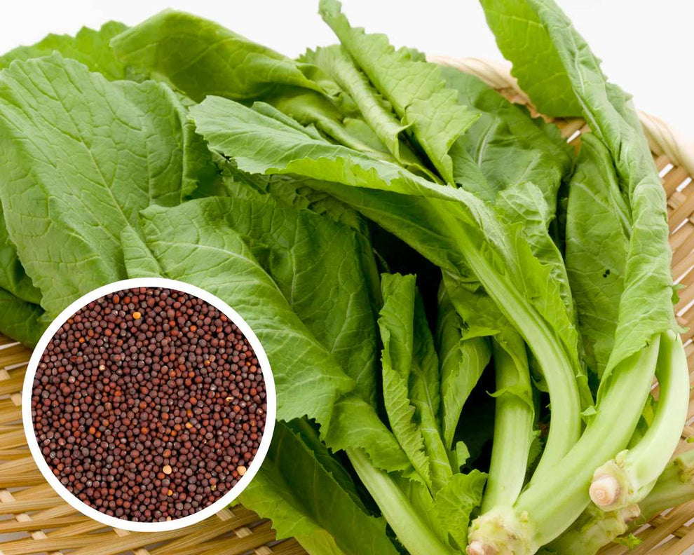 Premium Pack Mustasa (Mustard ) Seeds 5000 – Fast Growing Leafy Vegeta ...
