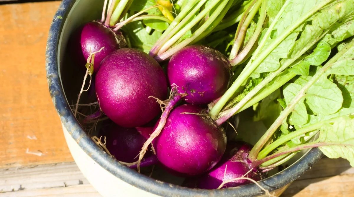 Purple Round Cherry Radish Seeds 200 Seeds | Fast-Growing | Crisp & Juicy | Home Garden Vegetable