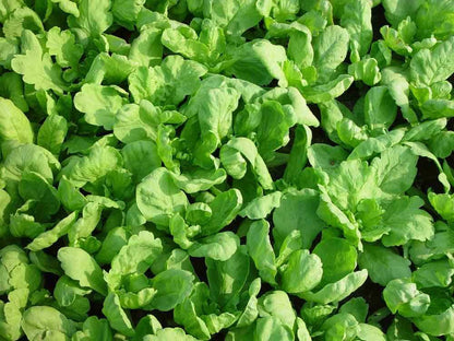Big Leaf Garland Seeds 1000pcs – Fast Growing Leafy Greens | Home Garden