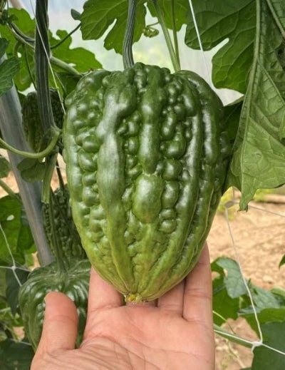 Green Apple Ampalaya 5 Seeds | Hybrid Bitter Gourd | Fast Harvest 45–65 Days | High Germination Vege
