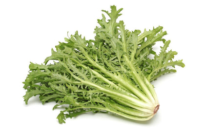 Chicory Frisée Seeds 8000 Seeds | Curly Endive Lettuce | Salad Greens | Easy to Grow
