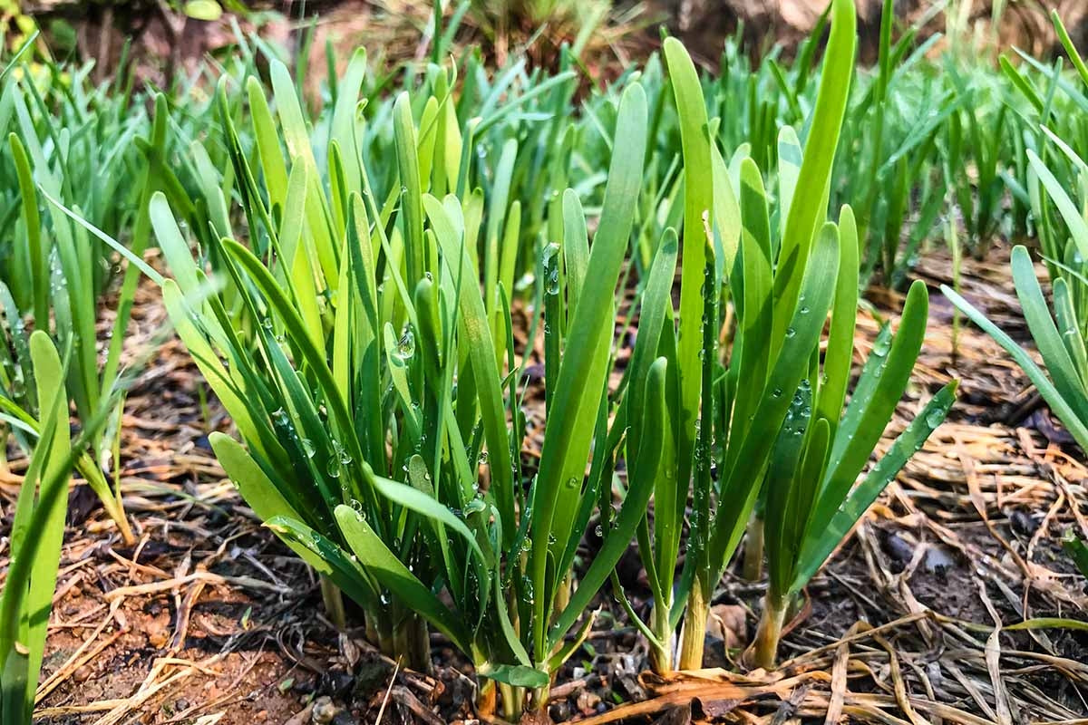 Kuchay Chives Vegetable Seeds (500 seeds) - Basic Farm House