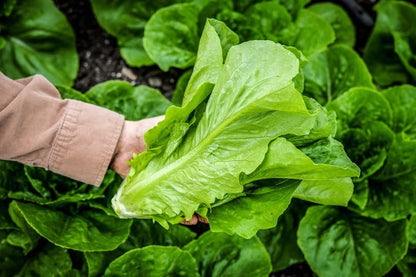 Parris Island Cos Romaine Lettuce Seeds (2000 Seeds) | Crisp Leaves High Germination