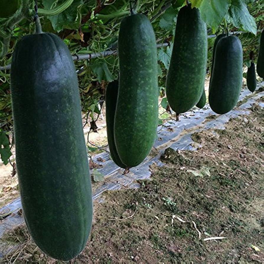 Black Winter Melon Seeds 30pcs High Germination | Easy to Grow Healthy Winter Melon Vegetable Seeds
