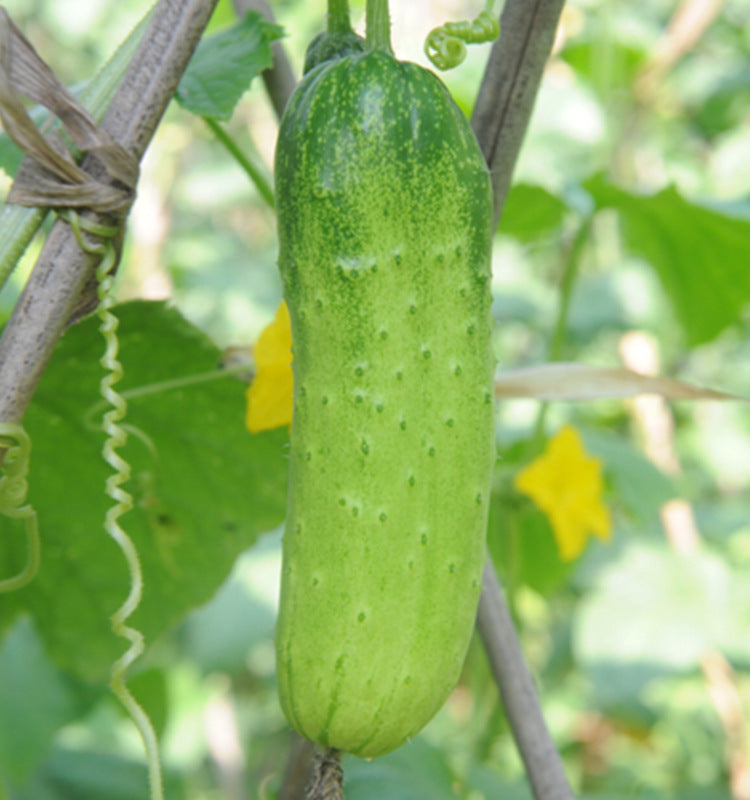 Crispy Cucumber Pipino Vegetable Seeds (30 seeds) - Basic Farm House