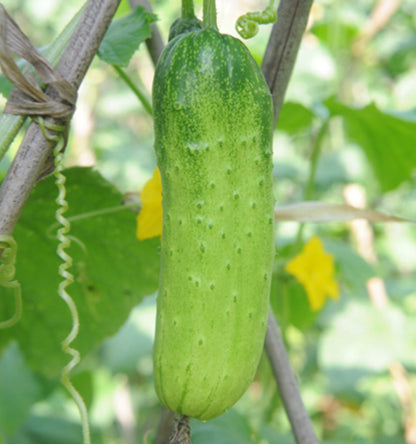 Crispy Cucumber Pipino Vegetable Seeds (30 seeds) - Basic Farm House