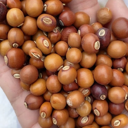 Organic Winged Beans Sigarilyas Vegetable Seeds ( 5 seeds ) - Basic Farm House