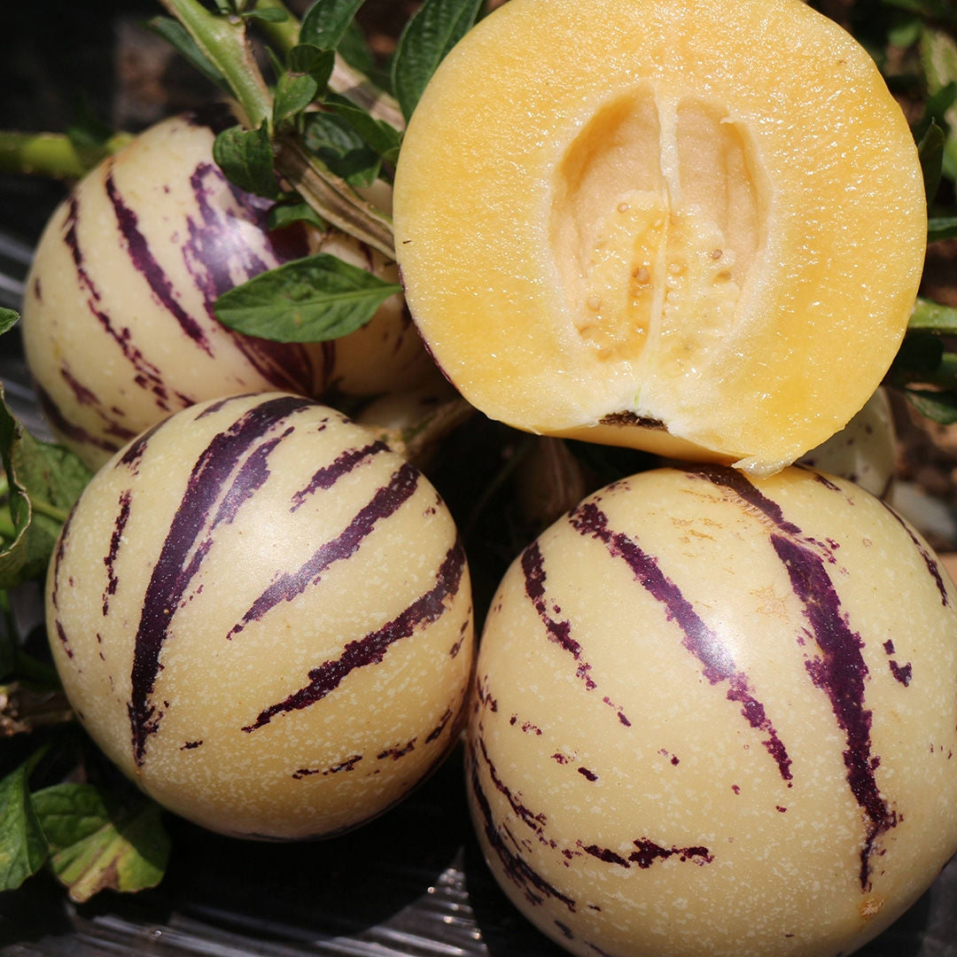 Ginseng Fruit Seeds ( 25 seeds ) - Basic Farm House