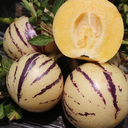 Ginseng Fruit Seeds ( 25 seeds ) - Basic Farm House