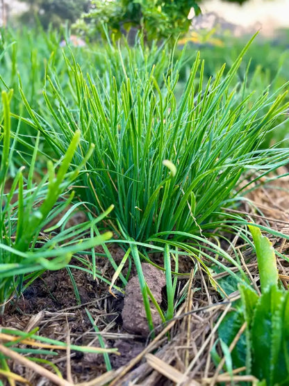 Kuchay Chives Vegetable Seeds (500 seeds) - Basic Farm House