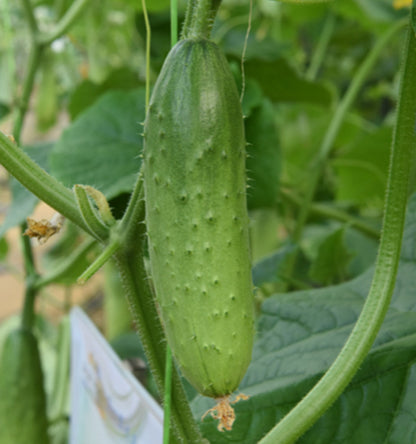 Crispy Cucumber Pipino Vegetable Seeds (30 seeds) - Basic Farm House