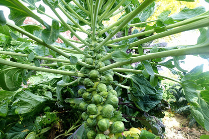Brussel Sprouts Vegetable Seeds ( 100 seeds ) - Basic Farm House