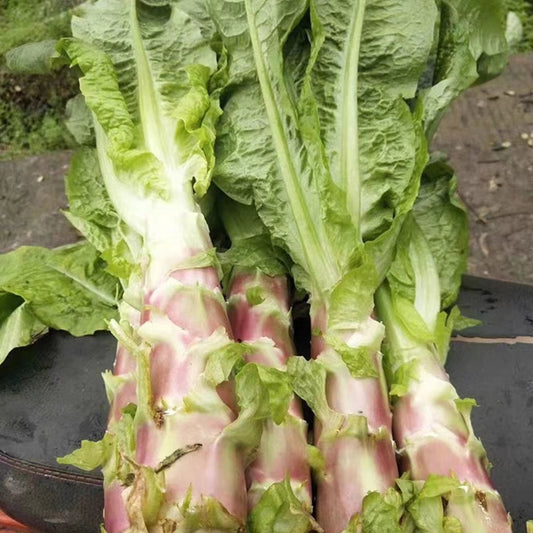 Red Stem Asparagus Lettuce Vegetable Seeds ( 2000 seeds ) - Basic Farm House