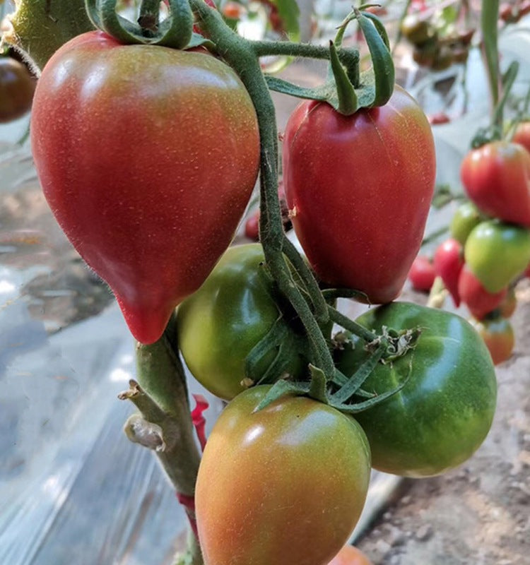Honey Mango Heirloom Tomato 100 Seeds Sweet Juicy Red Tomato for Home Garden Planting