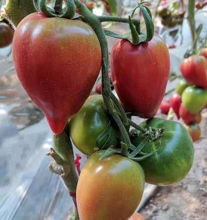 Honey Mango Heirloom Tomato 100 Seeds Sweet Juicy Red Tomato for Home Garden Planting