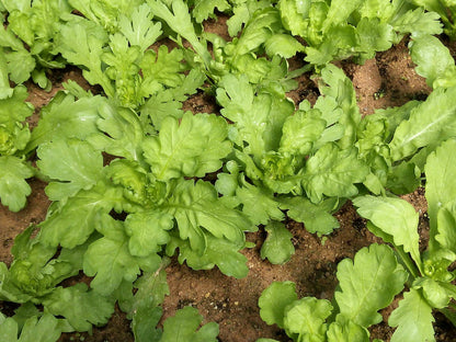 Big Leaf Garland Seeds 1000pcs – Fast Growing Leafy Greens | Home Garden