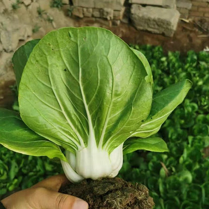 Premium Pack Hybrid White Pechay Seeds 10,000pcs | High Germination | Fast-Growing Vegetable