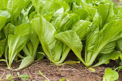 Mustard Mustasa Seeds 1000 Seeds – Fast Growing Leafy Vegetable | Backyard & Urban Gardening
