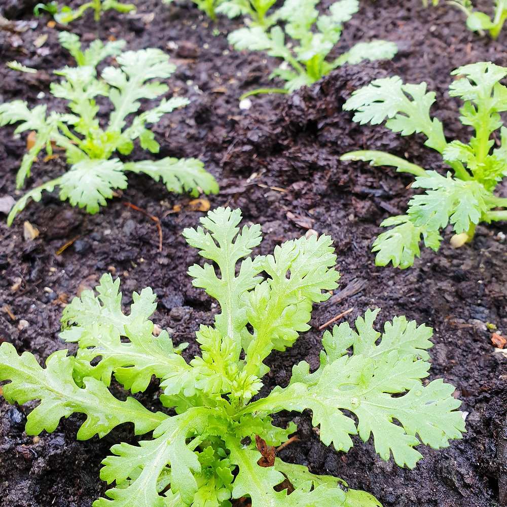 Small Leaf Garland Seeds 1500pcs – Fast Growing Leafy Vegetable | Easy Grow | Home Garden