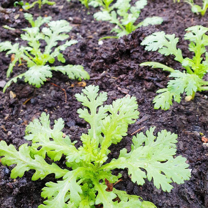 Small Leaf Garland Seeds 1500pcs – Fast Growing Leafy Vegetable | Easy Grow | Home Garden