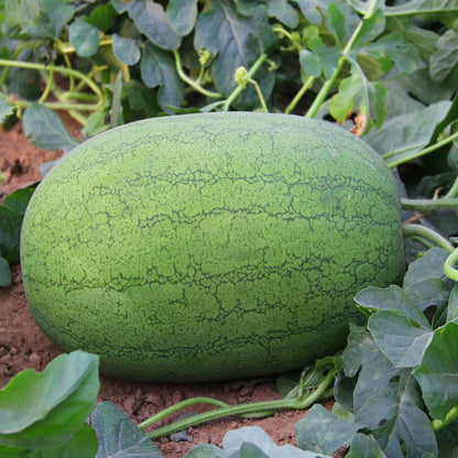 August Ambrosia Watermelon Seeds (30 Seeds) | Extra Sweet Red Flesh | High Yield Fruit Seeds