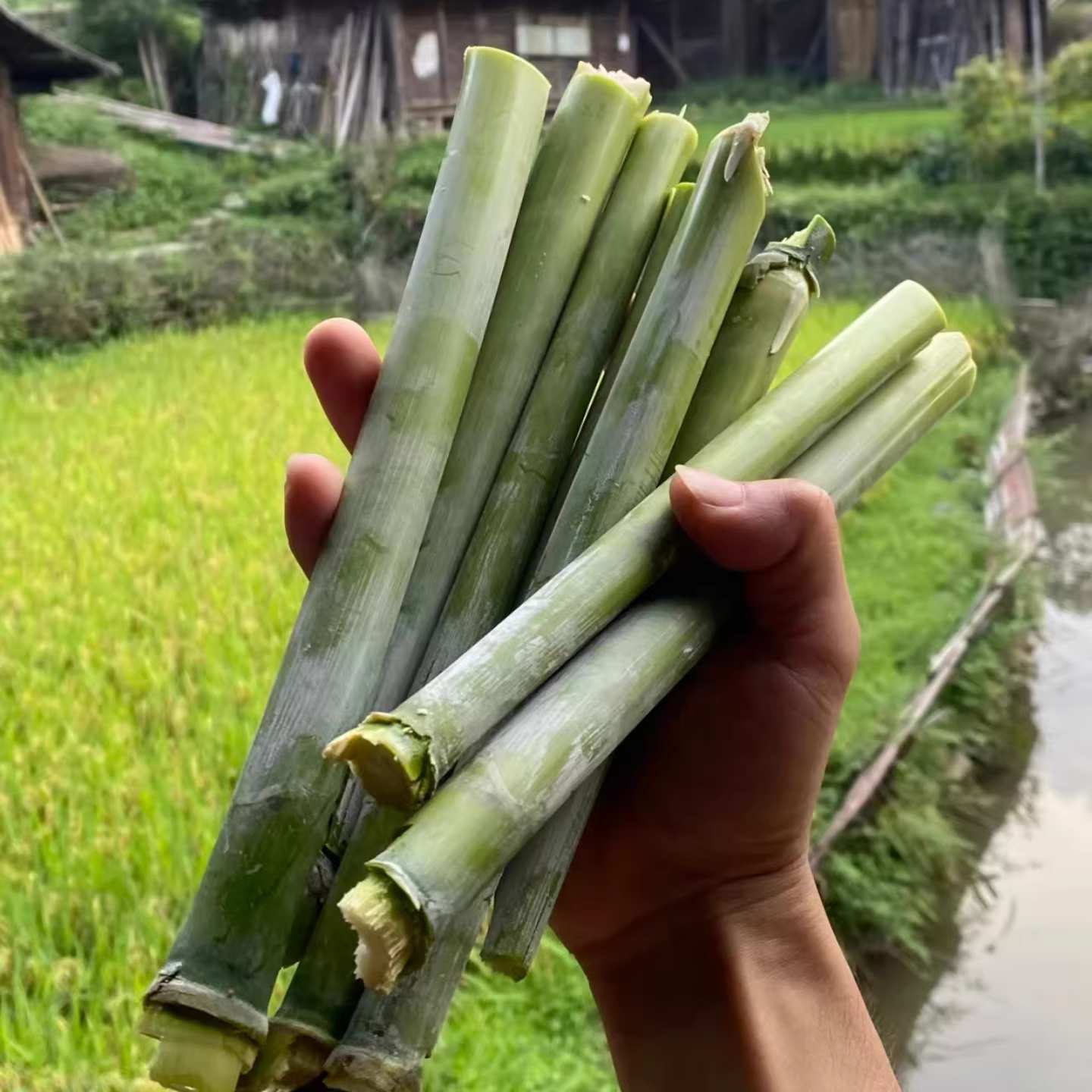 Sugar Cane Seeds 200pcs Sweet Cane | Fast Growing | High Germination | PH Climate