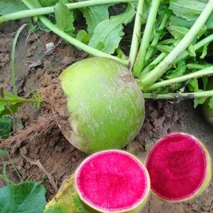 Green Round Red Core Radish Seeds 500pcs | Watermelon Radish | Sweet Crisp Daikon Vegetable Seeds