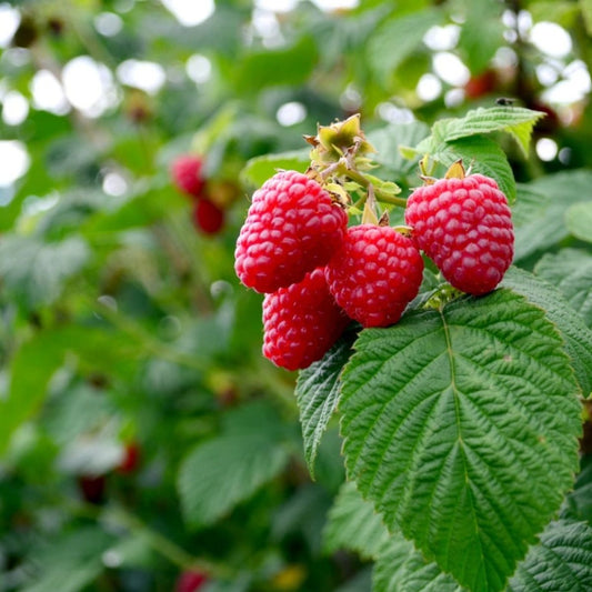 Raspberry Fruit Seeds 200 Seeds | Hybrid Quality | High Germination | Cool Climate Plant