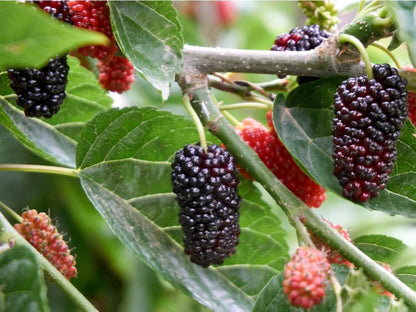 Mulberry Fruit Seeds 200 Seeds | High Germination | Easy to Grow | Tropical & PH Climate