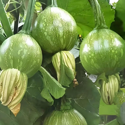 High Yield Sweet Bunch of Small Round Pumpkin Vegetable Seeds ( 20 Seeds ) - Basic Farm House