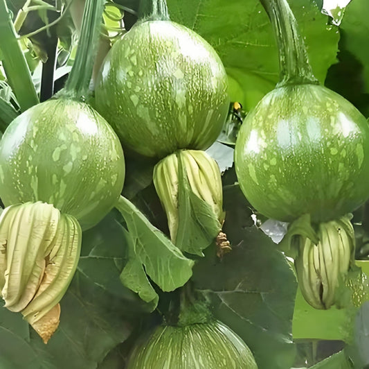 High Yield Sweet Bunch of Small Round Pumpkin Vegetable Seeds ( 20 Seeds ) - Basic Farm House