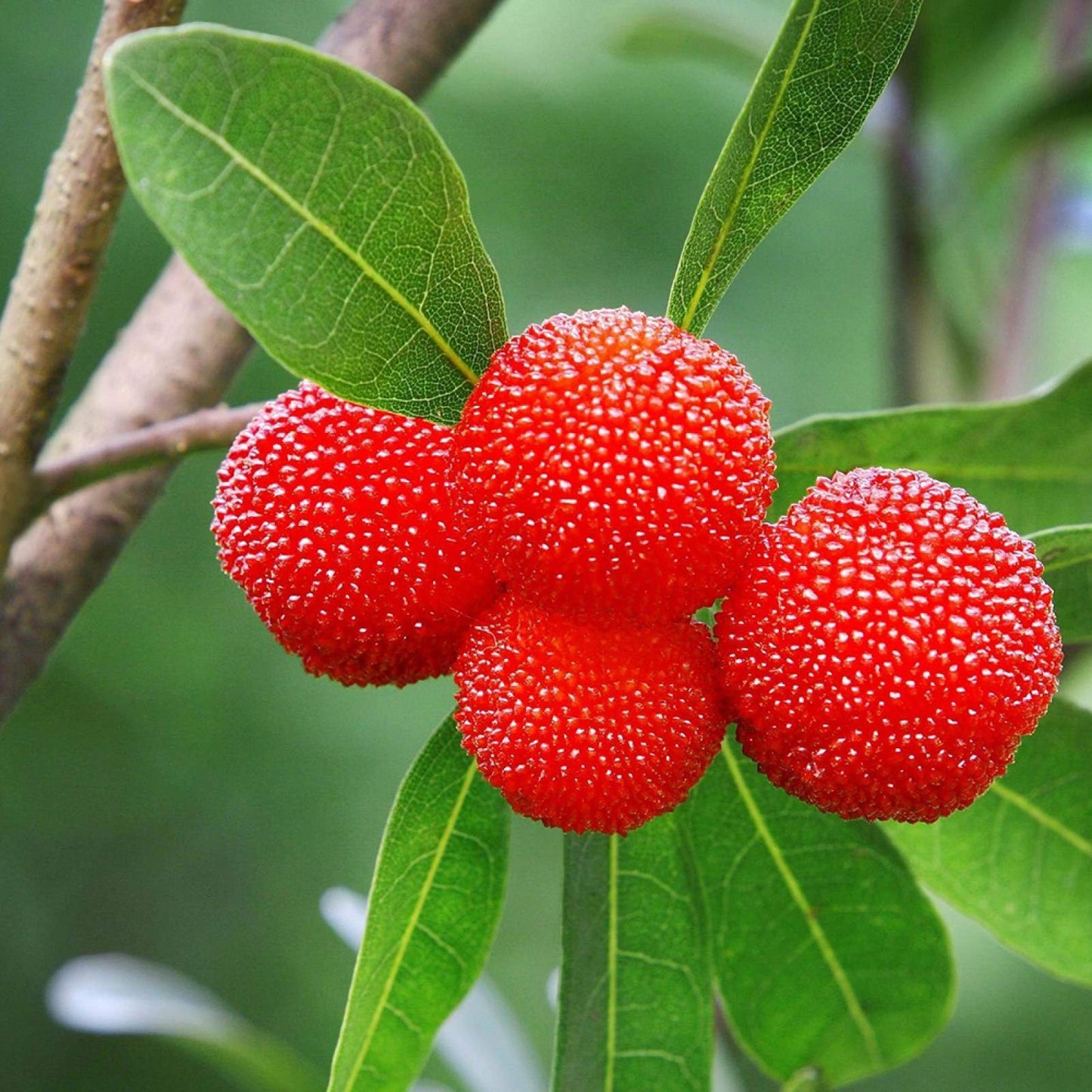 Wax Berry Seeds 5 Seeds | Chinese Bayberry Yangmei | Rare Fruit | Cool Climate Plant