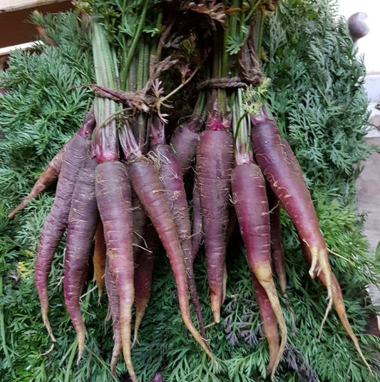 Purple Carrot Seeds 1000pcs Pack – Fast Growing, Sweet & Healthy | Pots & Garden Beds