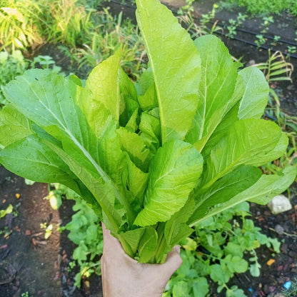 Mustard Mustasa Seeds 1000 Seeds – Fast Growing Leafy Vegetable | Backyard & Urban Gardening