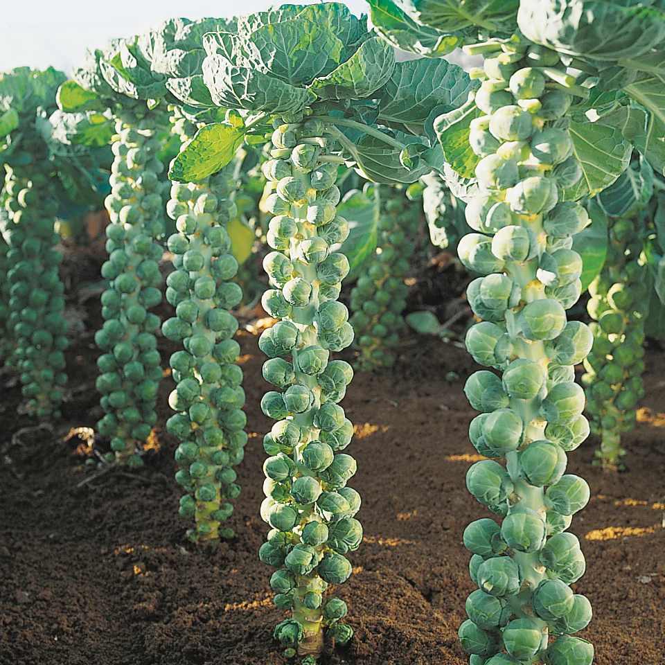 Brussel Sprouts Vegetable Seeds ( 100 seeds ) - Basic Farm House