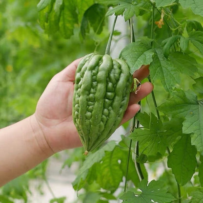 Green Apple Ampalaya 5 Seeds | Hybrid Bitter Gourd | Fast Harvest 45–65 Days | High Germination Vege