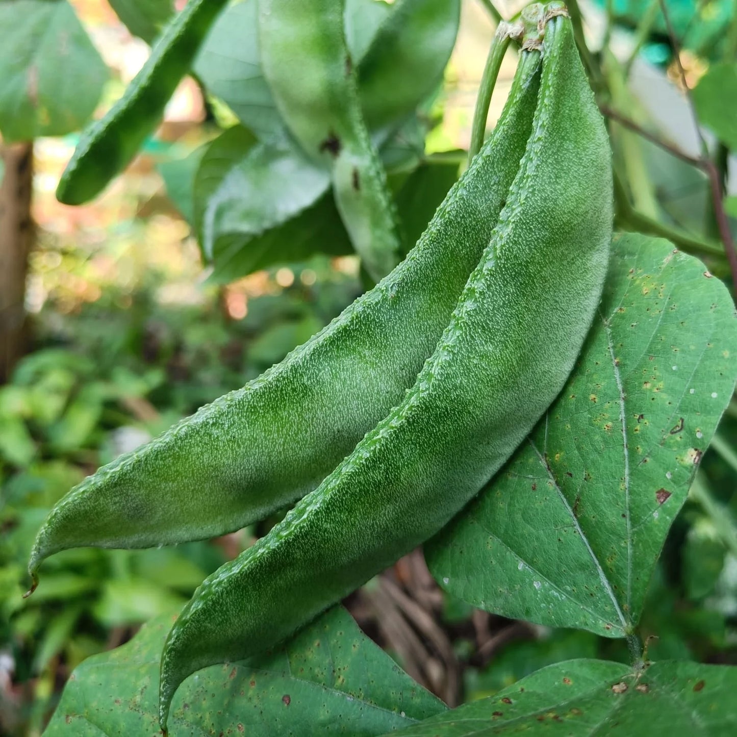 Green Bataw 15 Seeds (Hyacinth Beans) - High Germination Bitsuwelas Vegetable Seeds | Basic Farm House
