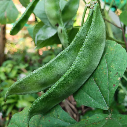 Green Bataw 15 Seeds (Hyacinth Beans) - High Germination Bitsuwelas Vegetable Seeds | Basic Farm House