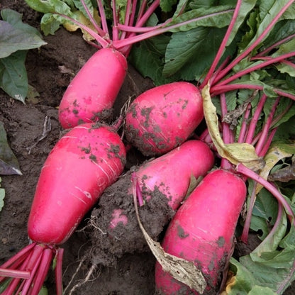 Crimson Giant Red Radish Seeds 500pcs High Germination Fast Growing Vegetable Seeds for Home Garden