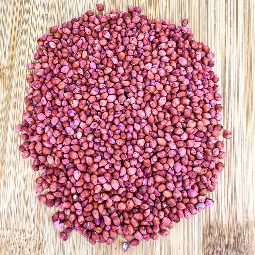 Sugar Cane Seeds 200pcs Sweet Cane | Fast Growing | High Germination | PH Climate