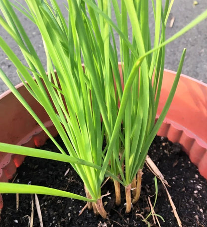 Kuchay Chives Vegetable Seeds (500 seeds) - Basic Farm House