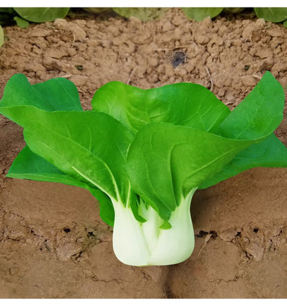 Premium Pack Hybrid White Pechay Seeds 10,000pcs | High Germination | Fast-Growing Vegetable